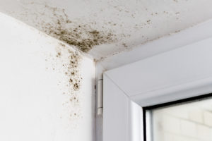 What Does Mold Need to Grow