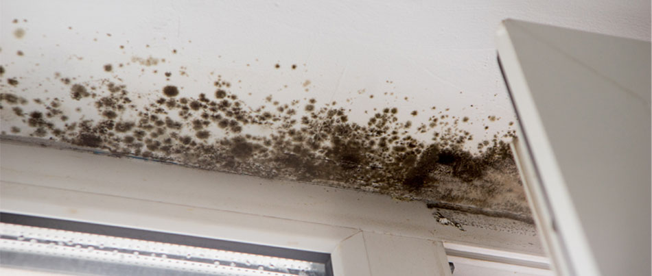 mold growth prevention