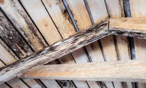 Tips for Protecting Your Roof from Mold