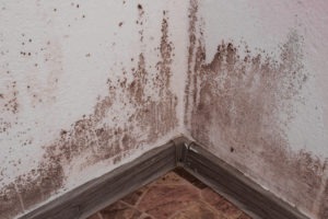 Black Mold Black Mold