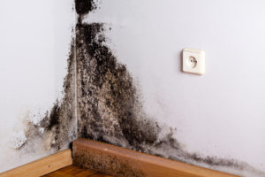 Wall black mold Black mold on the wall