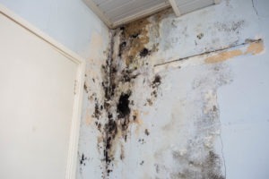 Mold Remediation Process