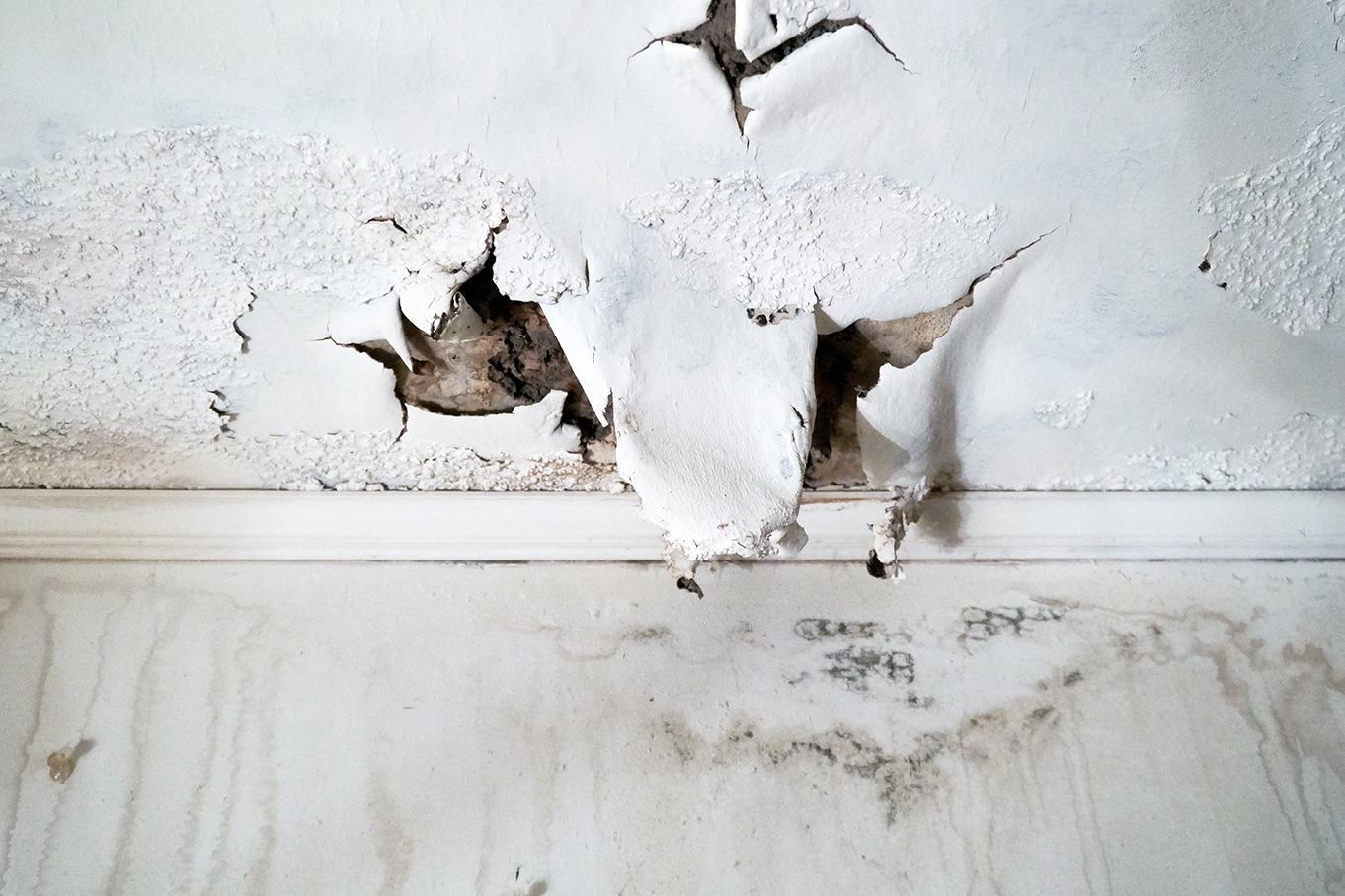 Black Mold Symptoms Removal And Cleaning