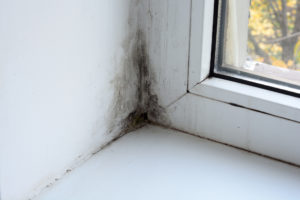 Mold on the window