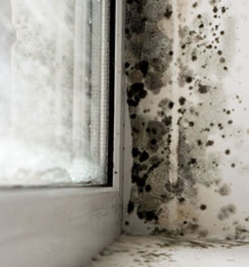 What is Black Mold?