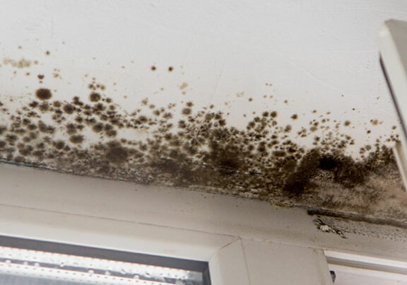 What-is-Black-Mold